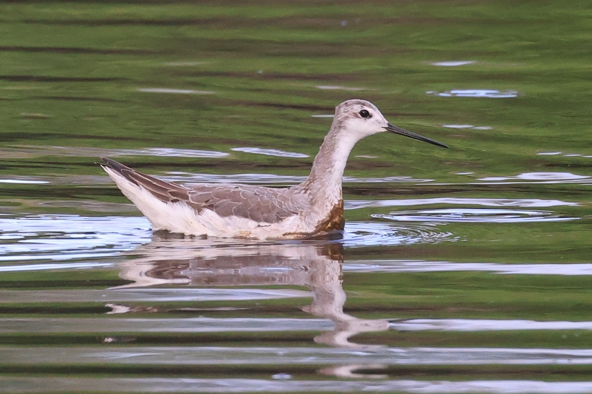 Wilson's Phalarope - ML641887647