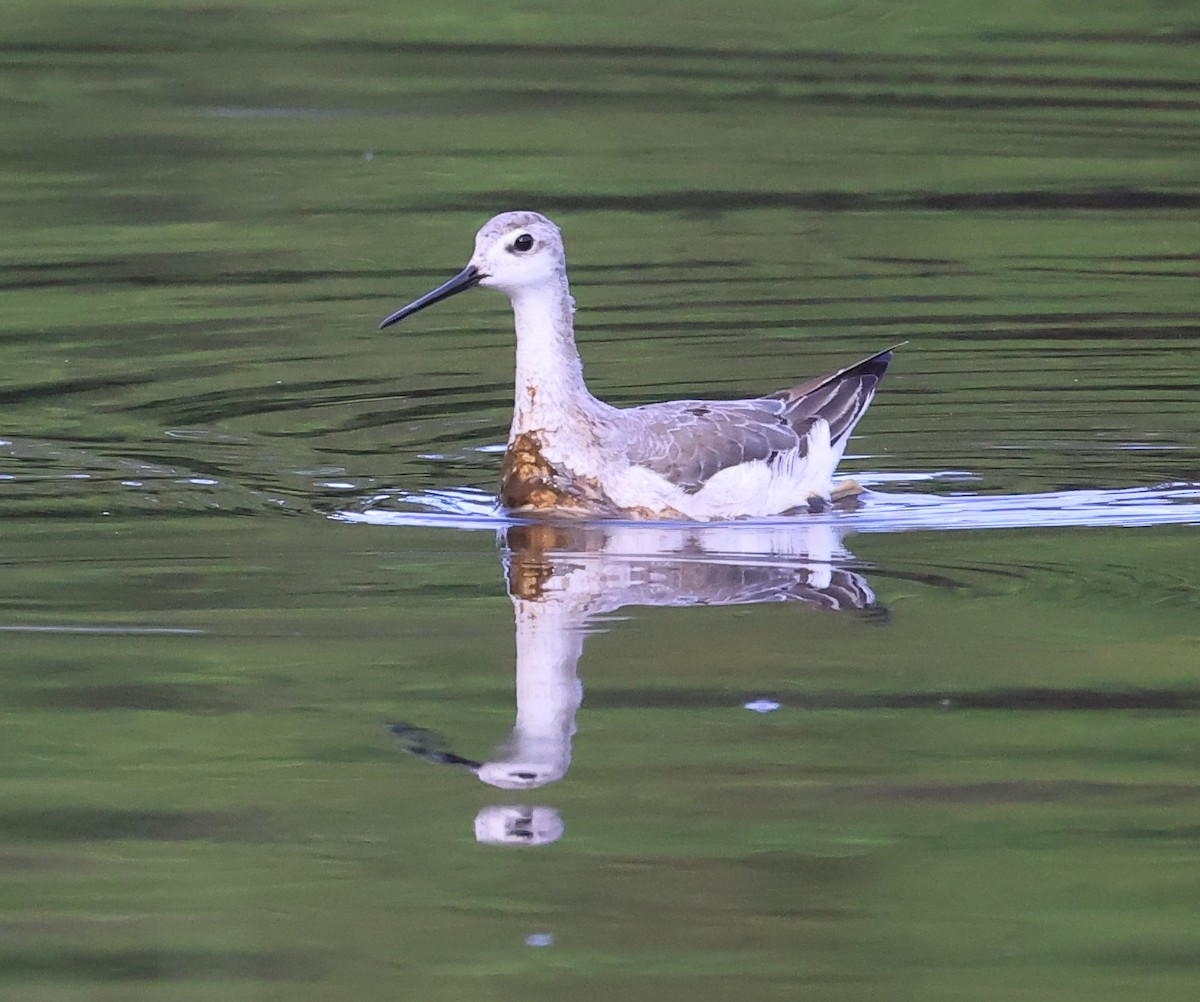 Wilson's Phalarope - ML641887648