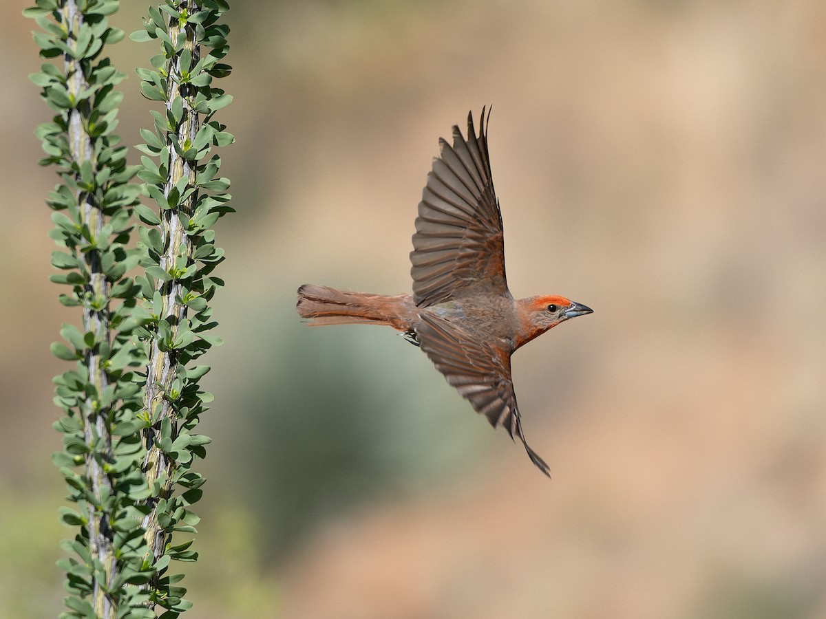 Hepatic Tanager - ML641887650
