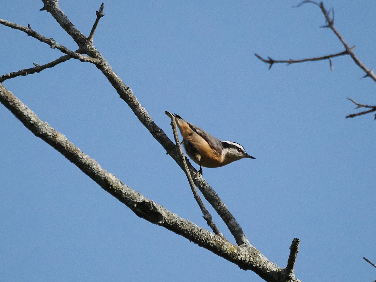 Trepador Canadiense - ML641887651