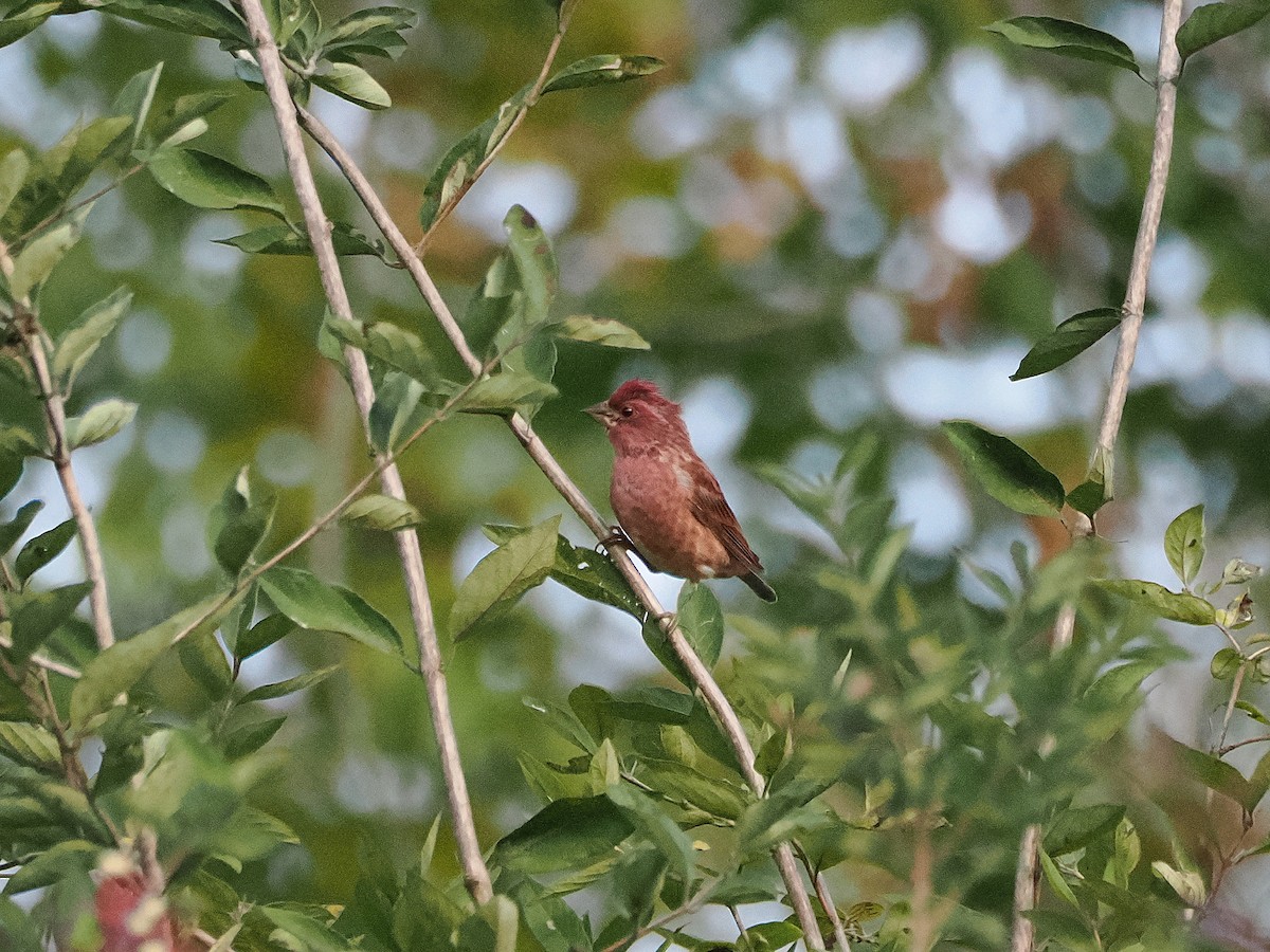 Purple Finch - ML641887657