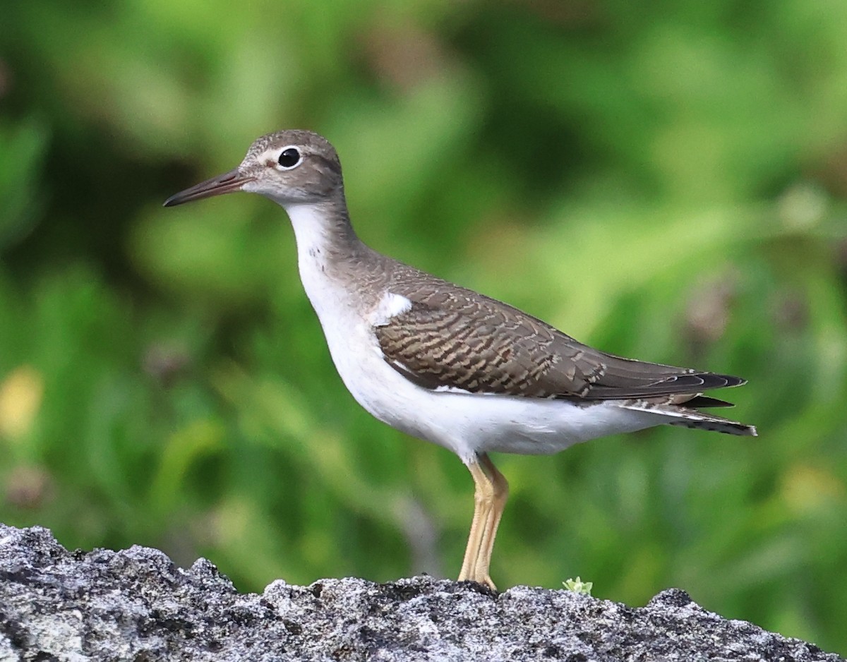 Spotted Sandpiper - ML641887660