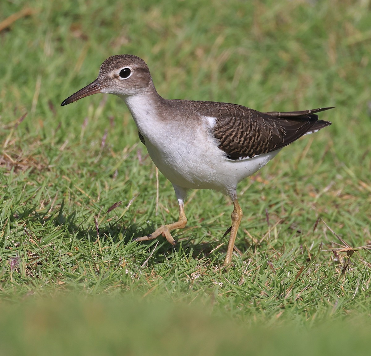 Spotted Sandpiper - ML641887661