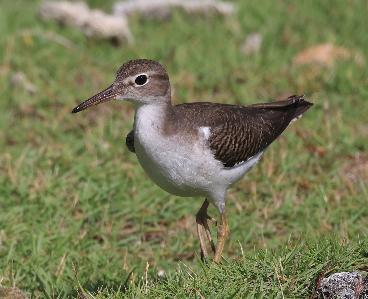 Spotted Sandpiper - ML641887662