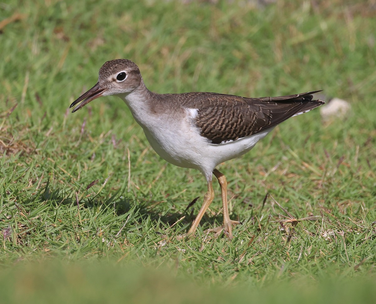 Spotted Sandpiper - ML641887663