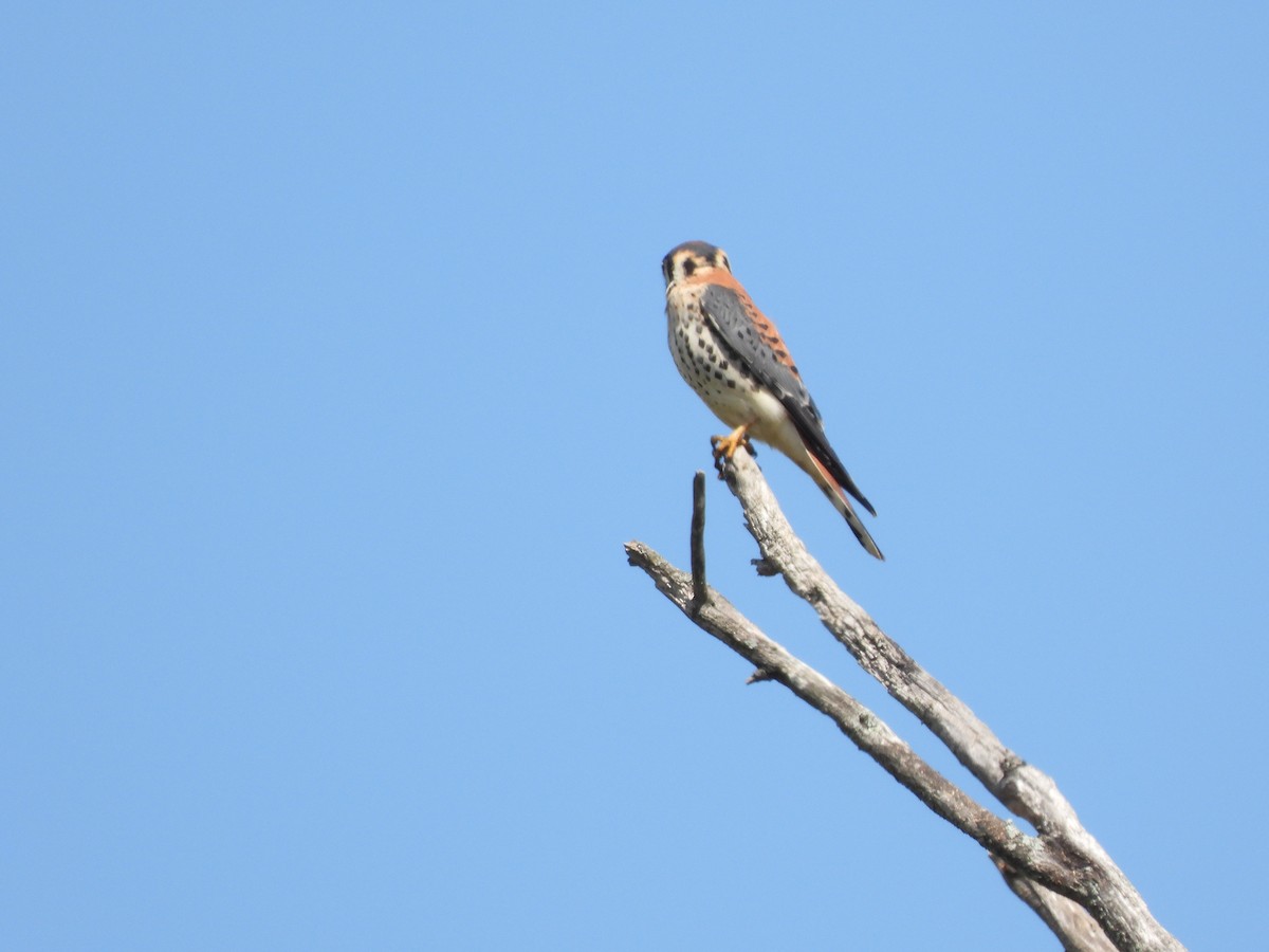 Buntfalke - ML641887674