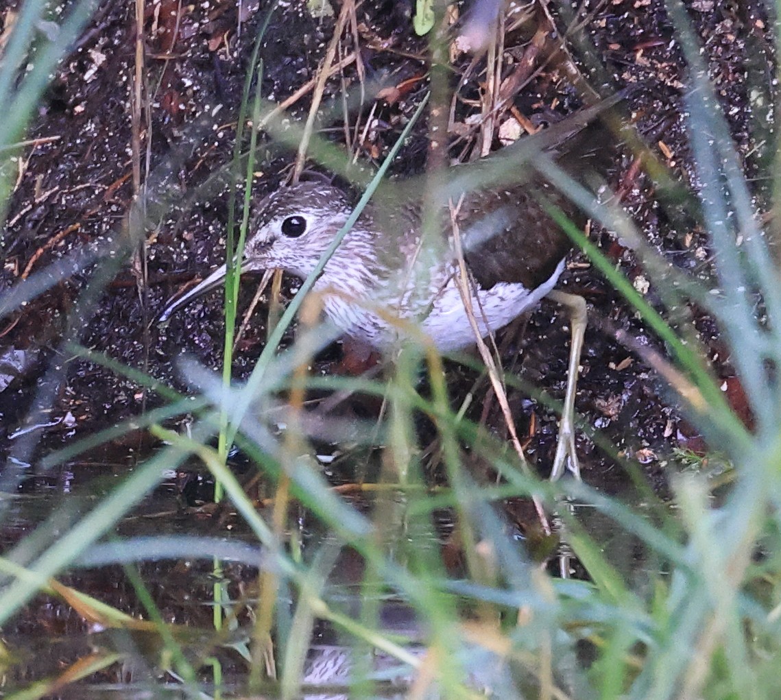 Solitary Sandpiper - ML641887682
