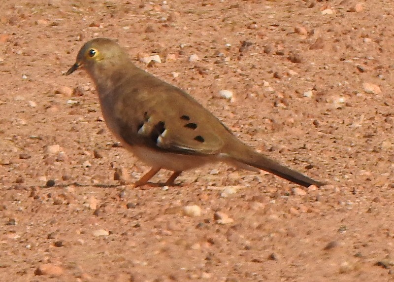Long-tailed Ground Dove - ML641887689