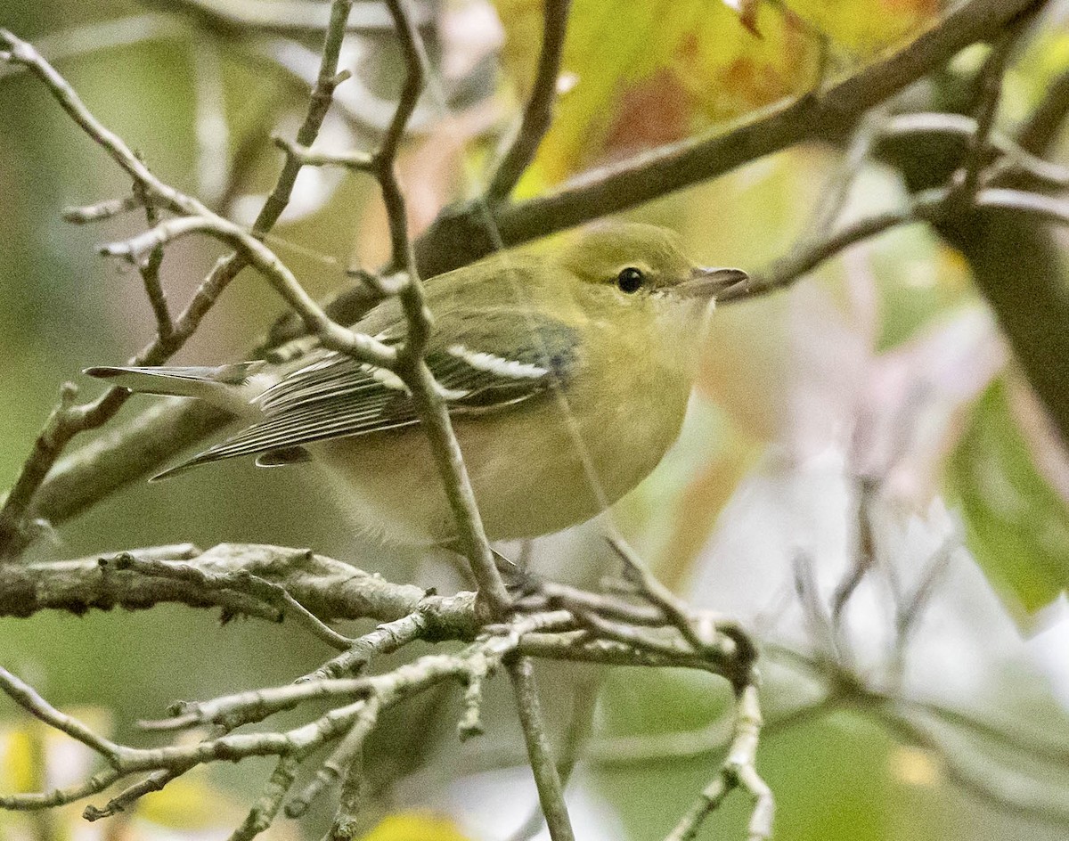 Bay-breasted Warbler - ML641887699