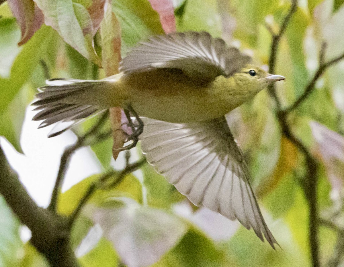 Bay-breasted Warbler - ML641887700