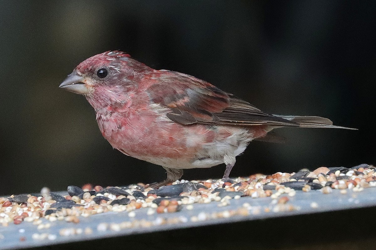 Purple Finch - ML641887708