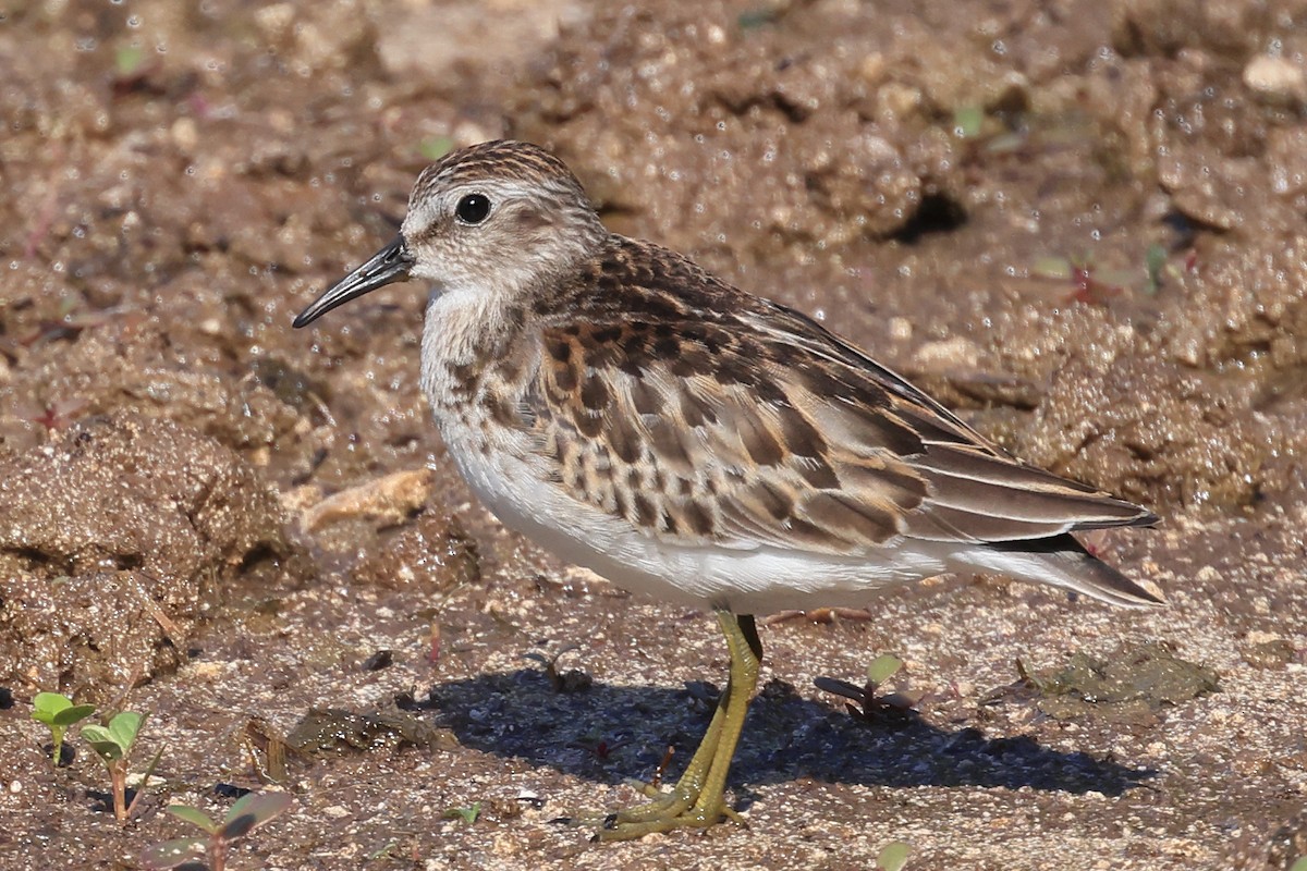 Least Sandpiper - ML641887711