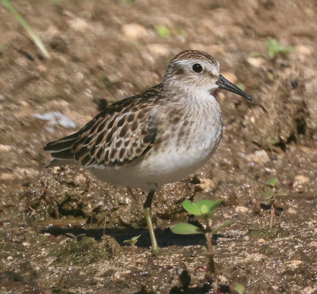 Least Sandpiper - ML641887713