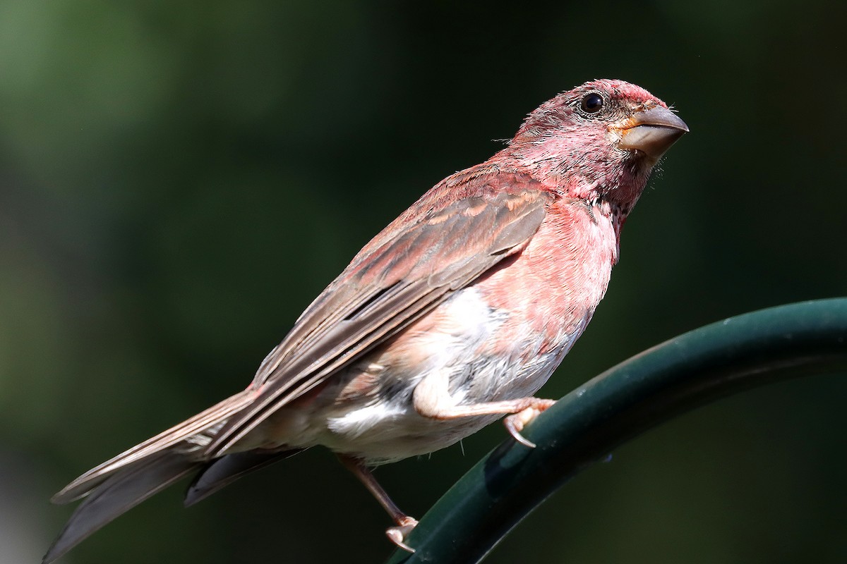 Purple Finch - ML641887715