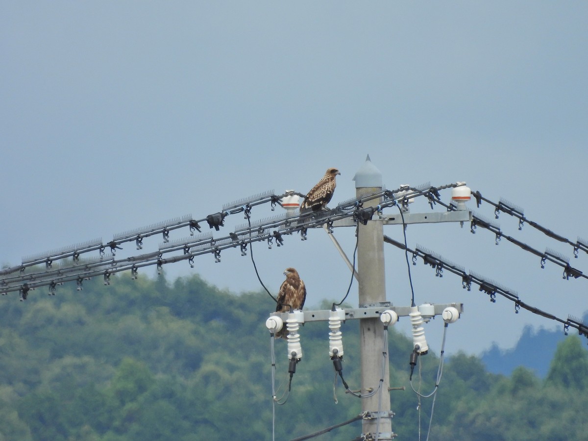 Black Kite - ML641887721