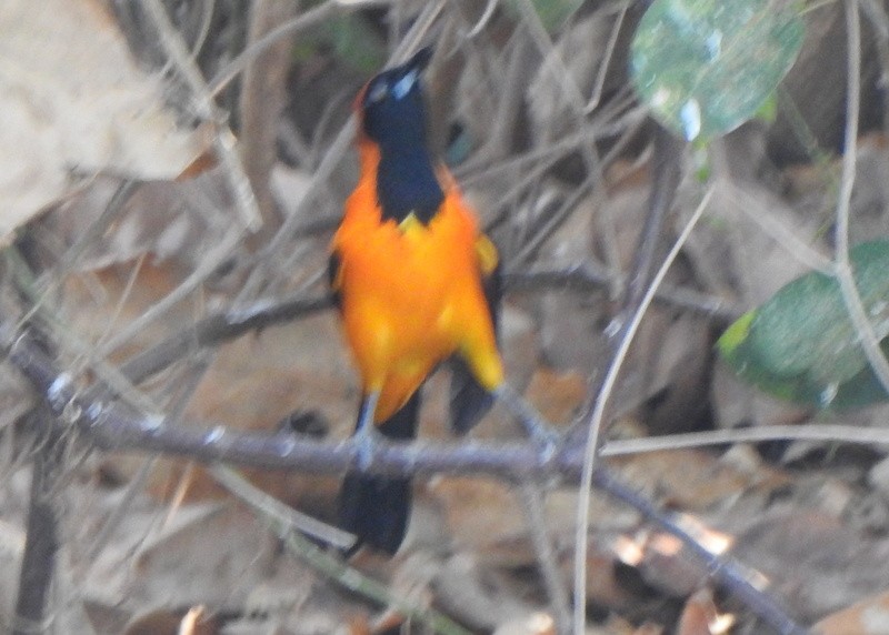 Orangerückentrupial - ML641887742