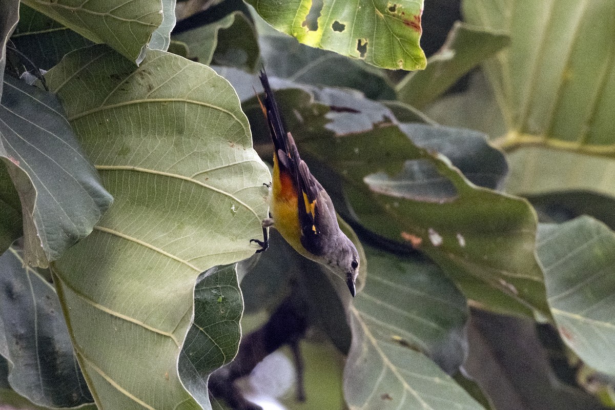 Small Minivet - ML641887745