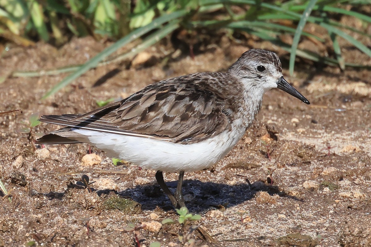 Semipalmated Sandpiper - ML641887746