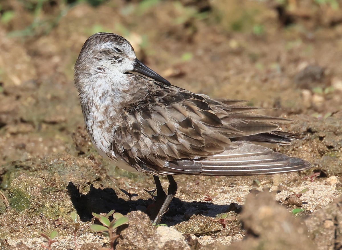 Semipalmated Sandpiper - ML641887747