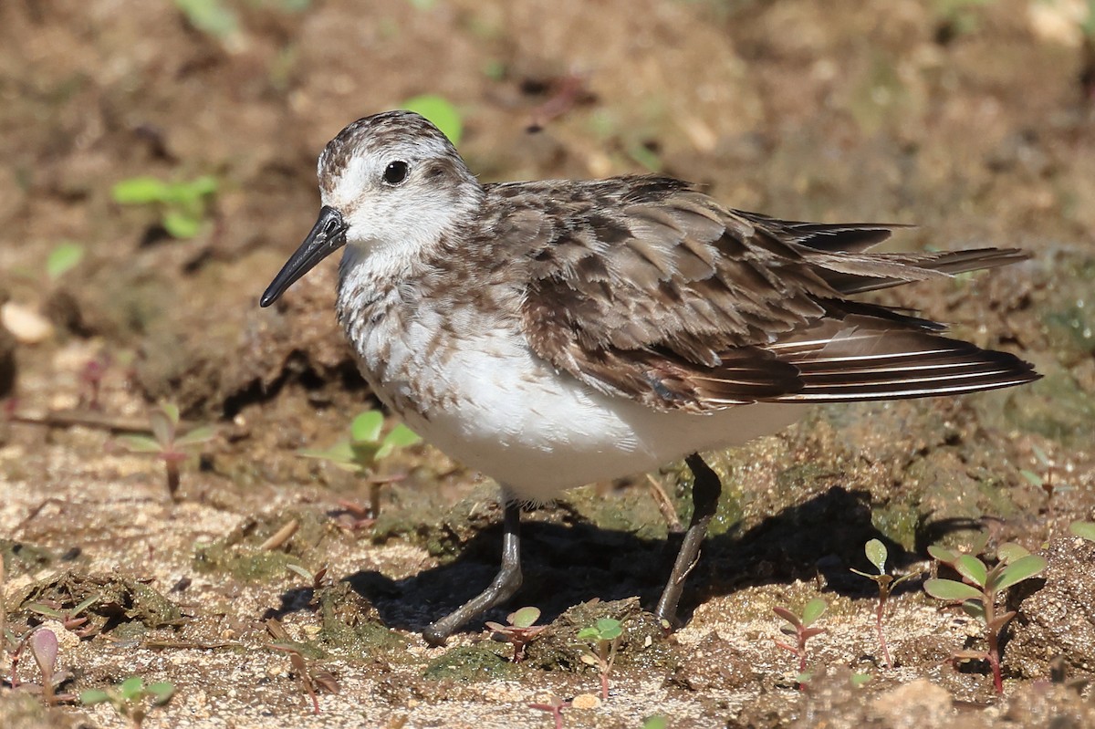 Semipalmated Sandpiper - ML641887748