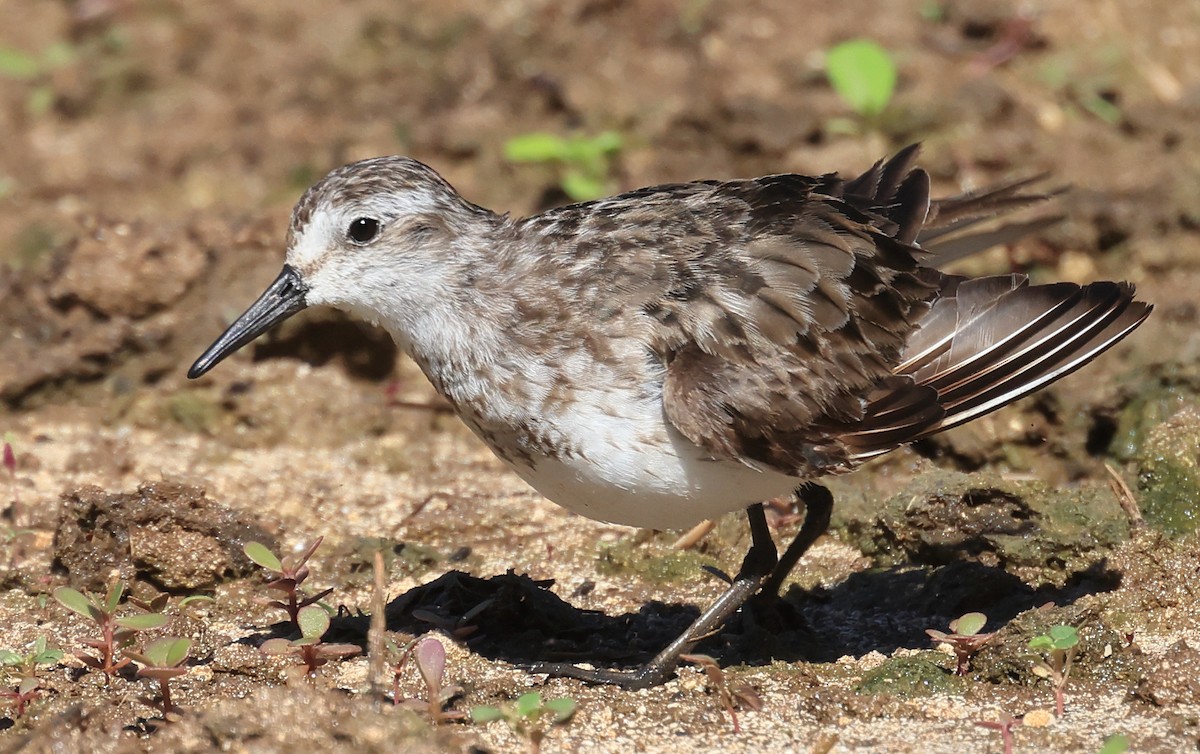 Semipalmated Sandpiper - ML641887749