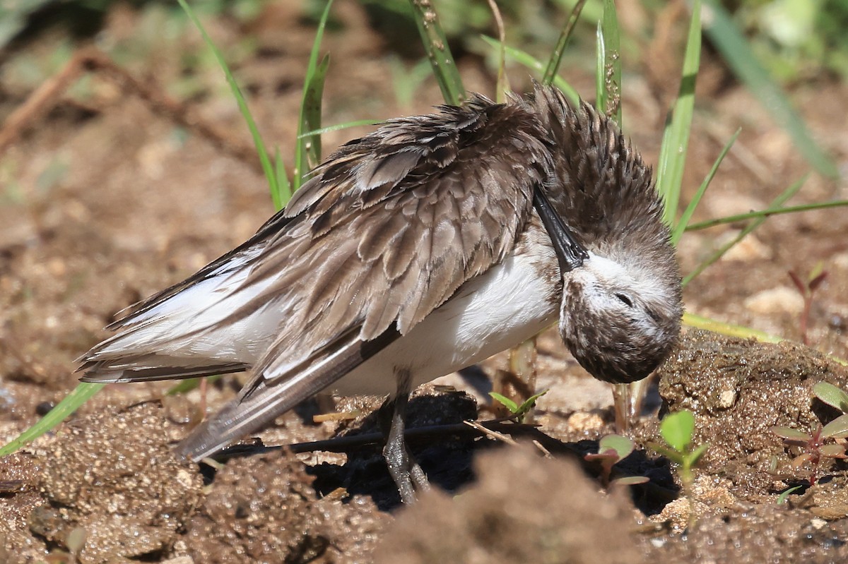 Semipalmated Sandpiper - ML641887750