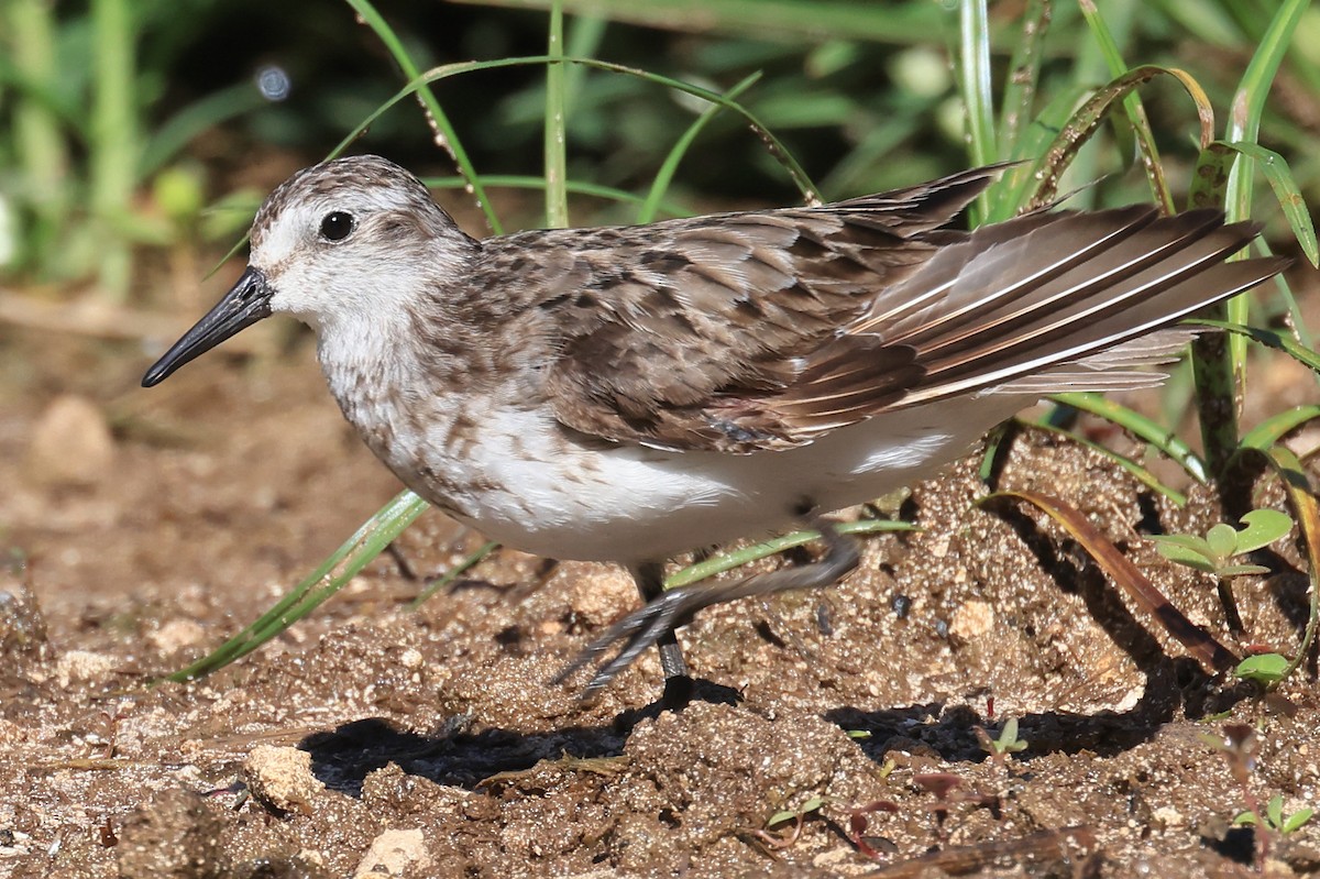 Semipalmated Sandpiper - ML641887752