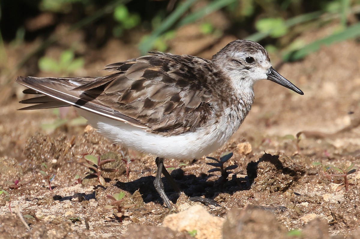 Semipalmated Sandpiper - ML641887753