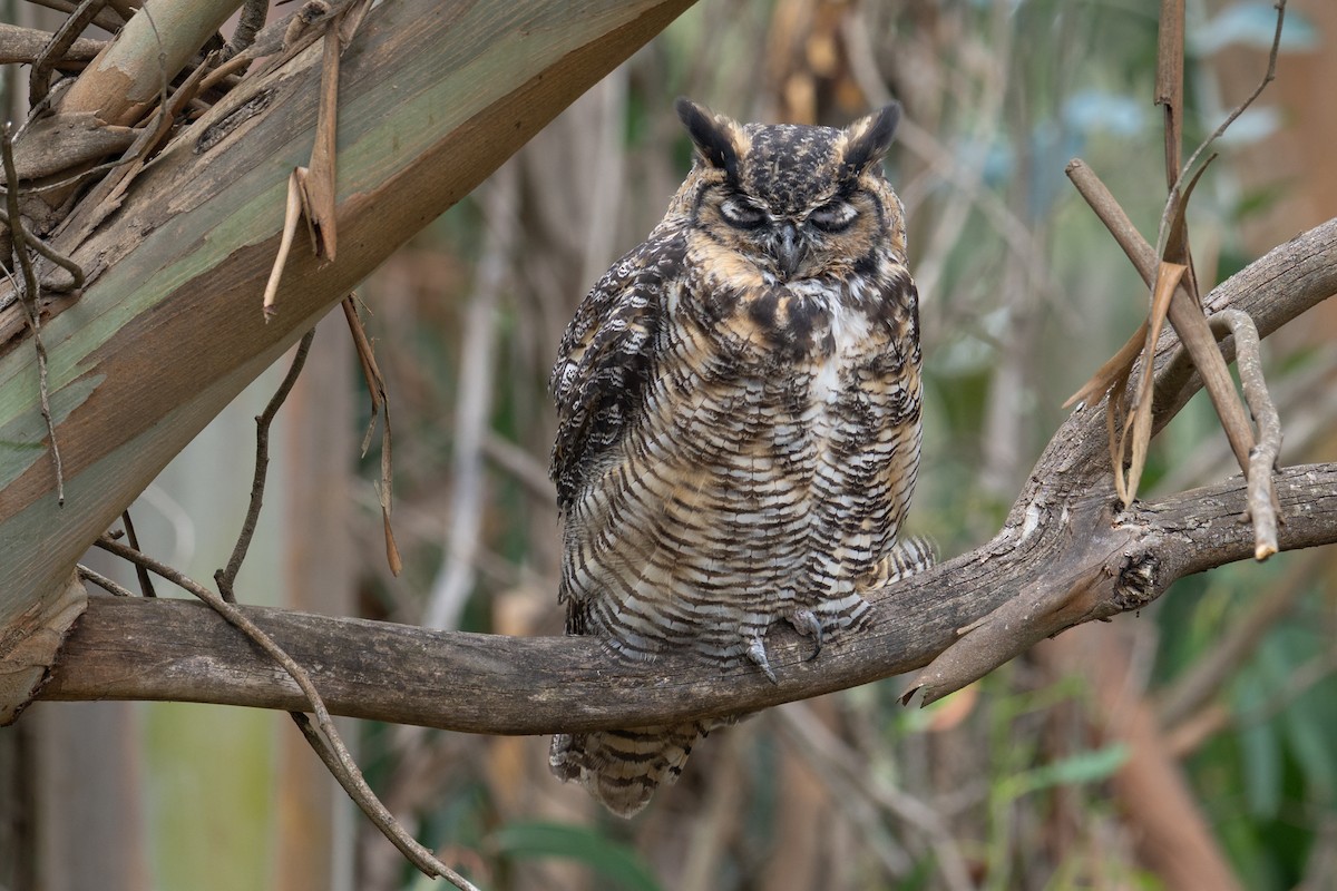 Great Horned Owl - ML641887762