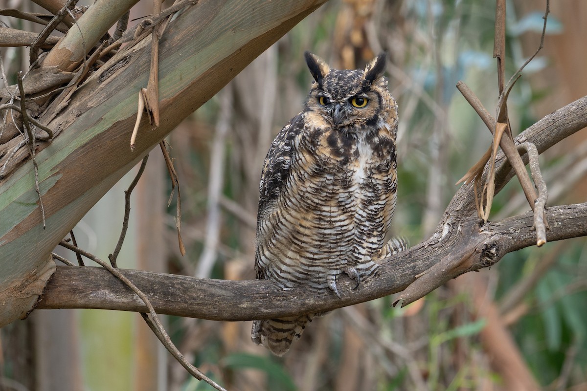 Great Horned Owl - ML641887763