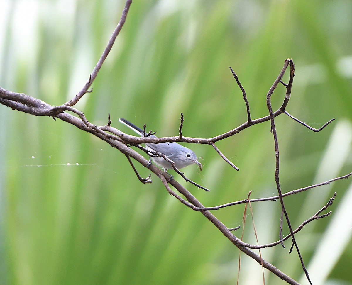 Blue-gray Gnatcatcher - ML641887768