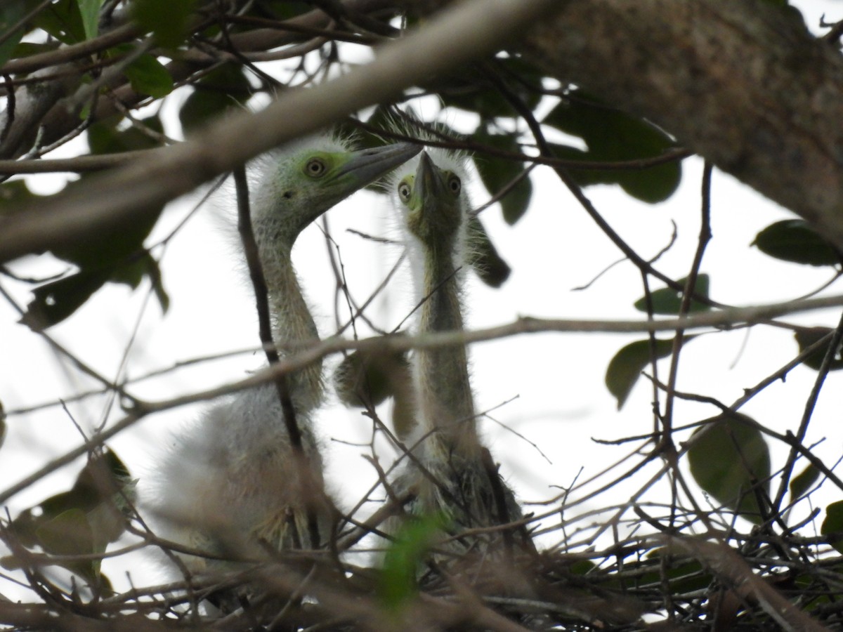 Whistling Heron - ML641887770