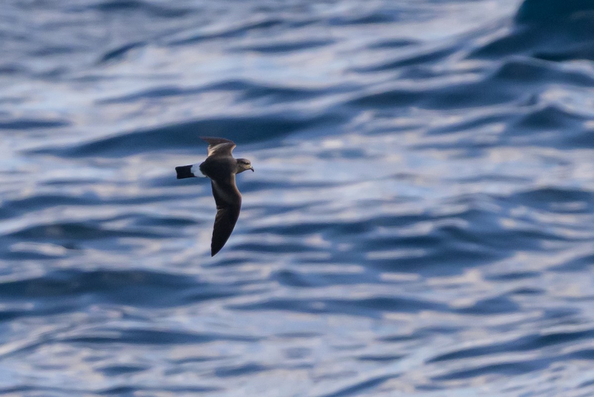 Band-rumped Storm-Petrel - ML641887775