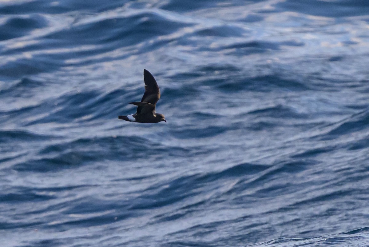 Band-rumped Storm-Petrel - ML641887776