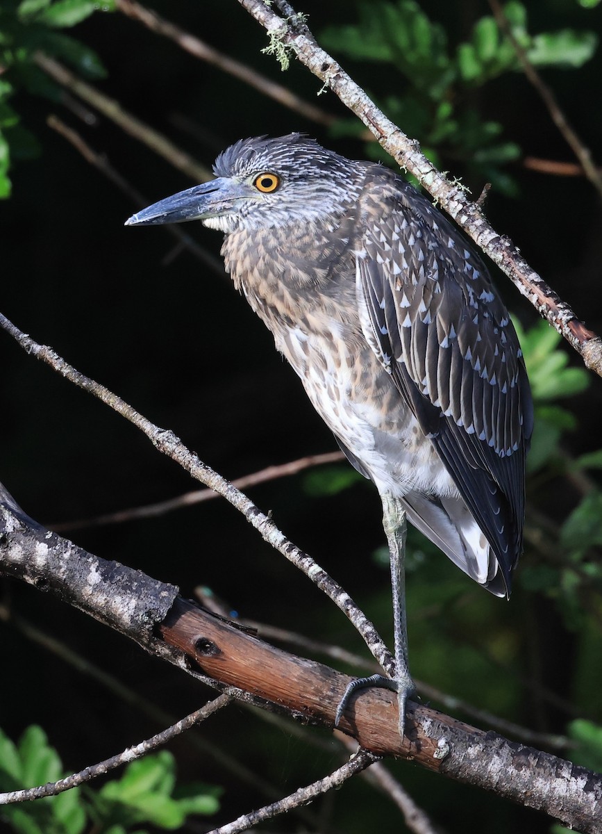 Yellow-crowned Night Heron - ML641887784