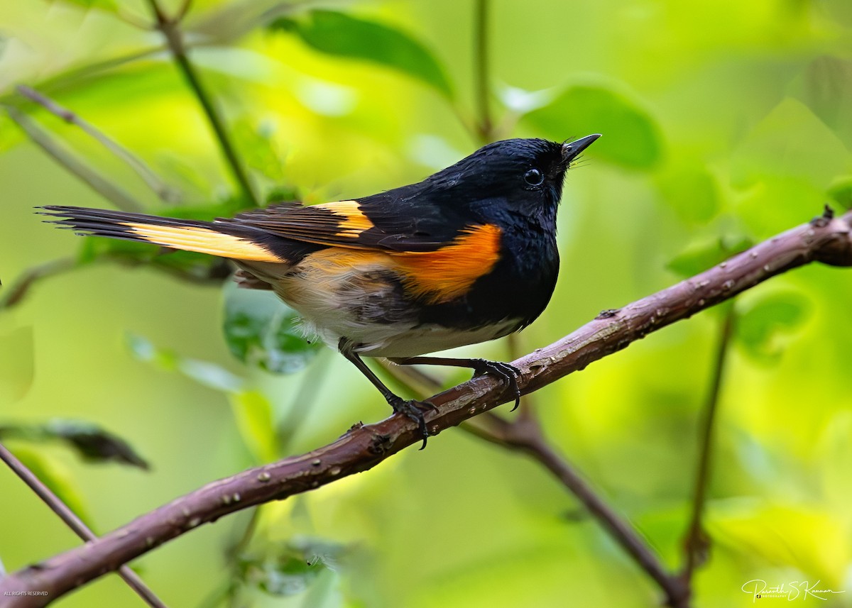 Горихвостковая древесница - ML641887786