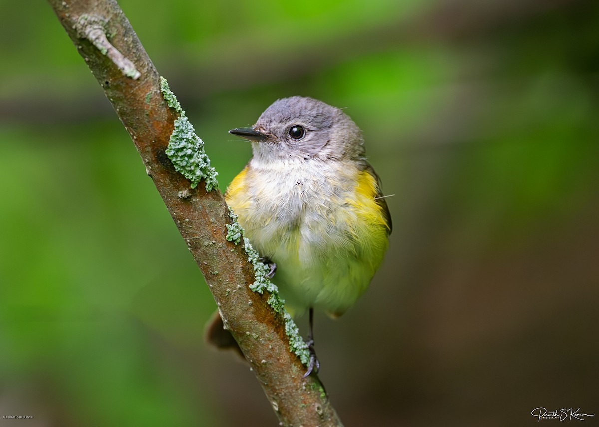 Горихвостковая древесница - ML641887788