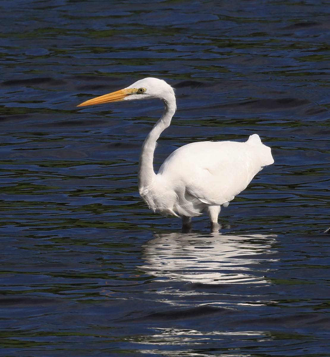 Great Egret - ML641887805