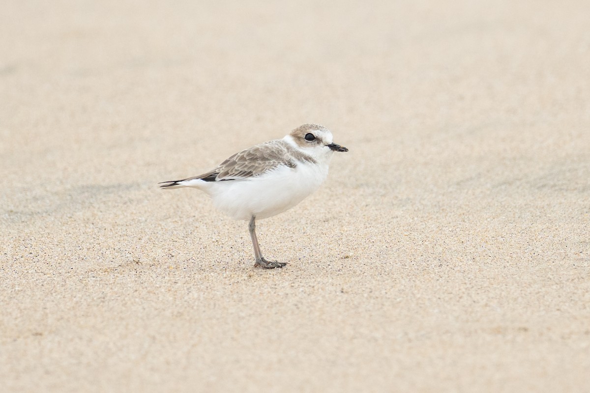Snowy Plover - ML641887814