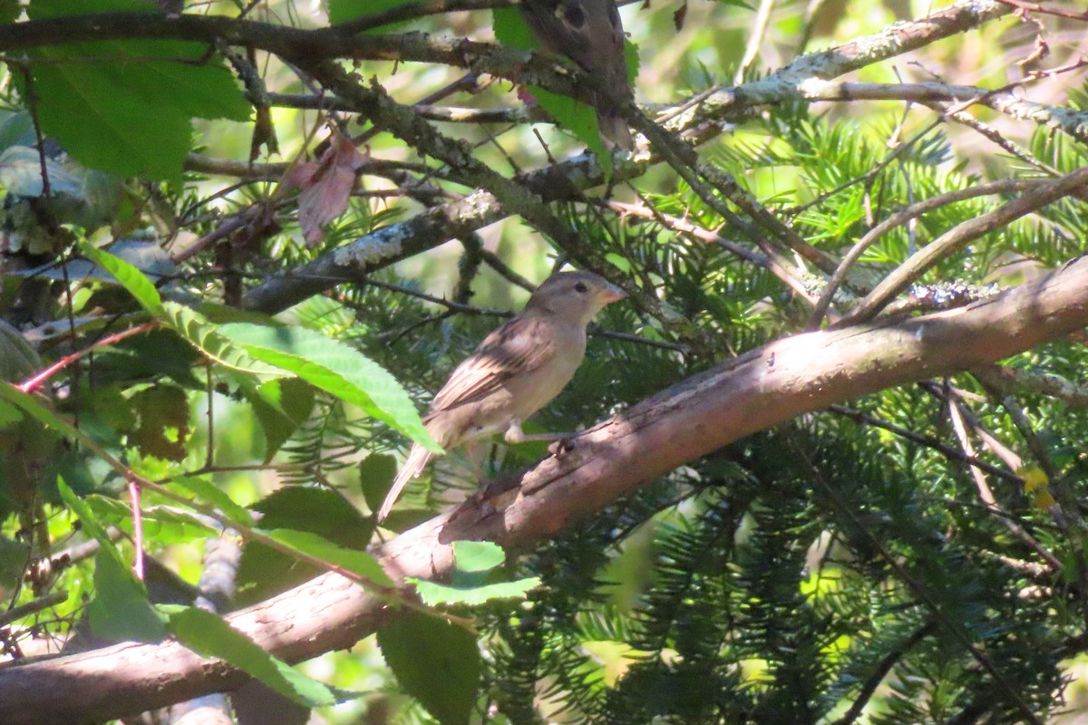 House Sparrow - ML641887852