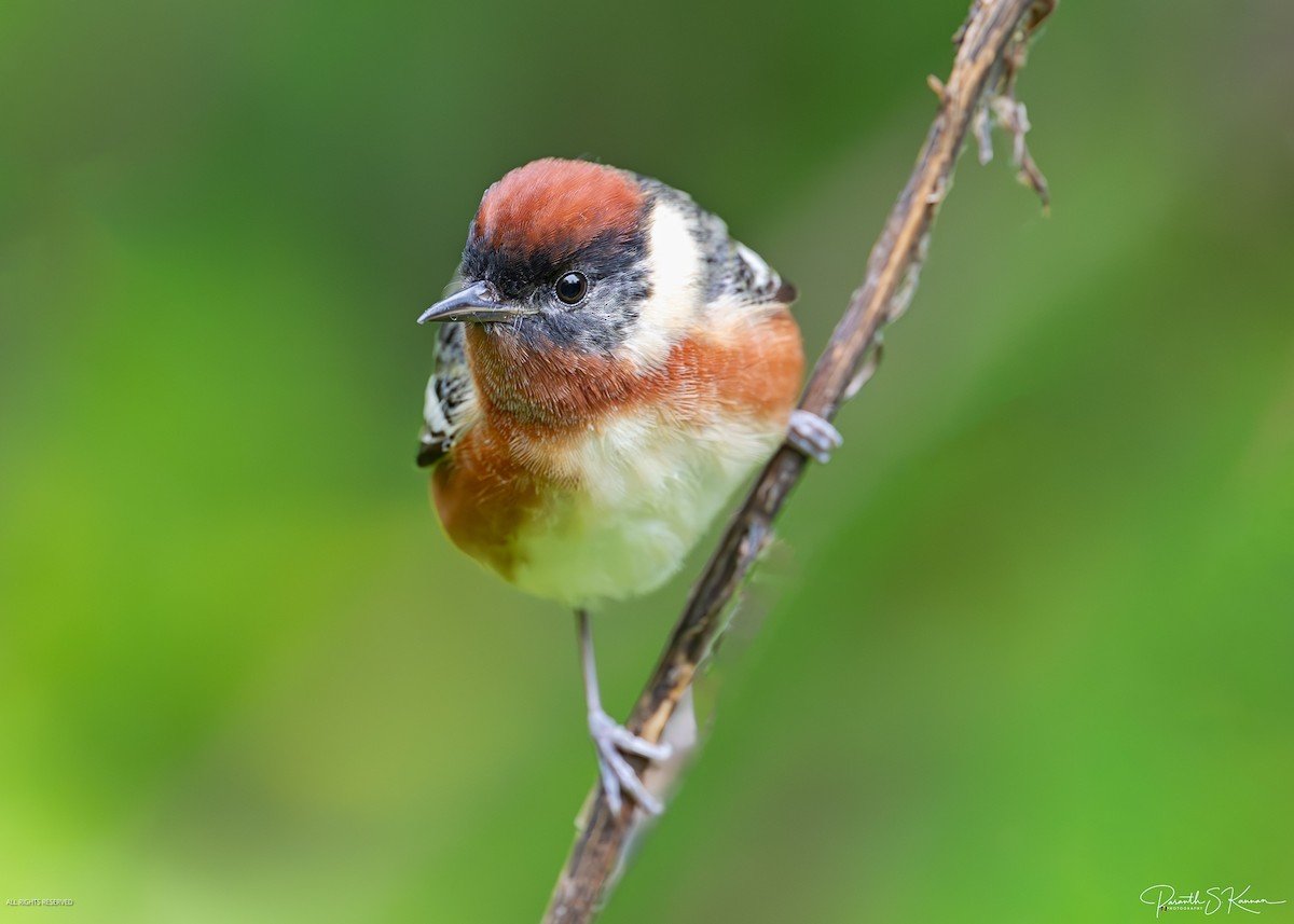 Bay-breasted Warbler - ML641887856
