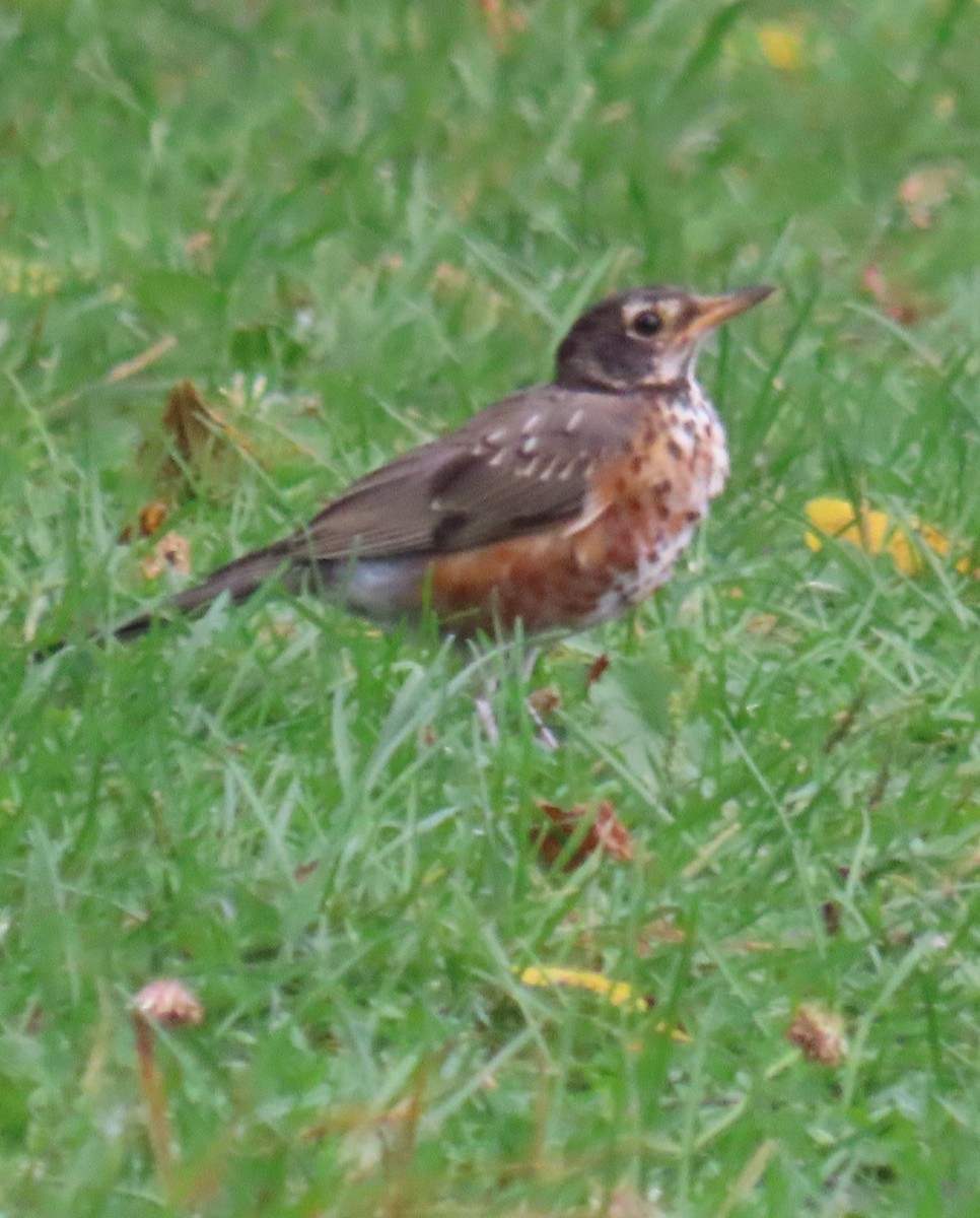 American Robin - ML641887857