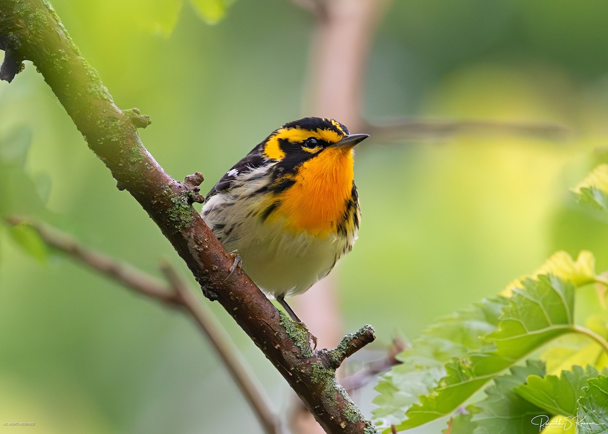 Blackburnian Warbler - ML641887880