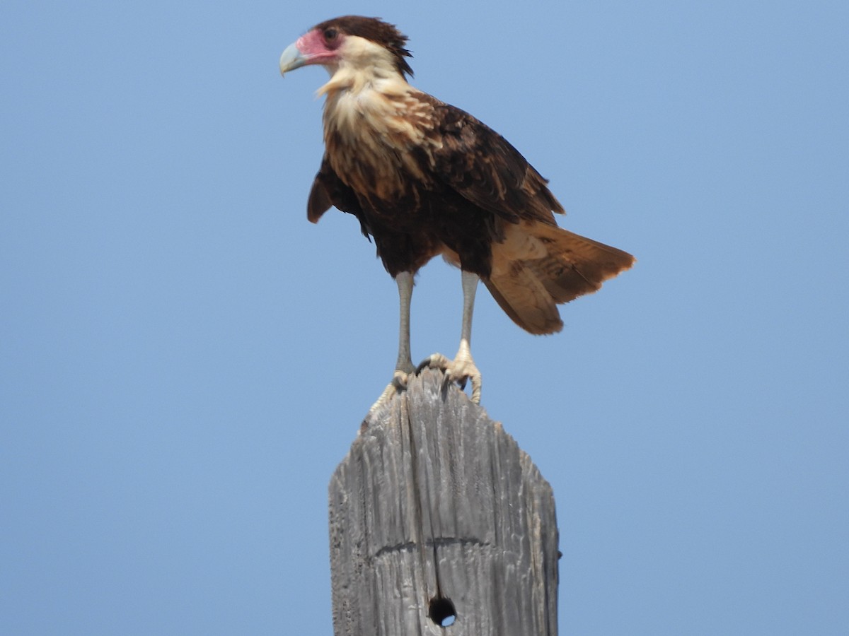Crested Caracara - ML641887885