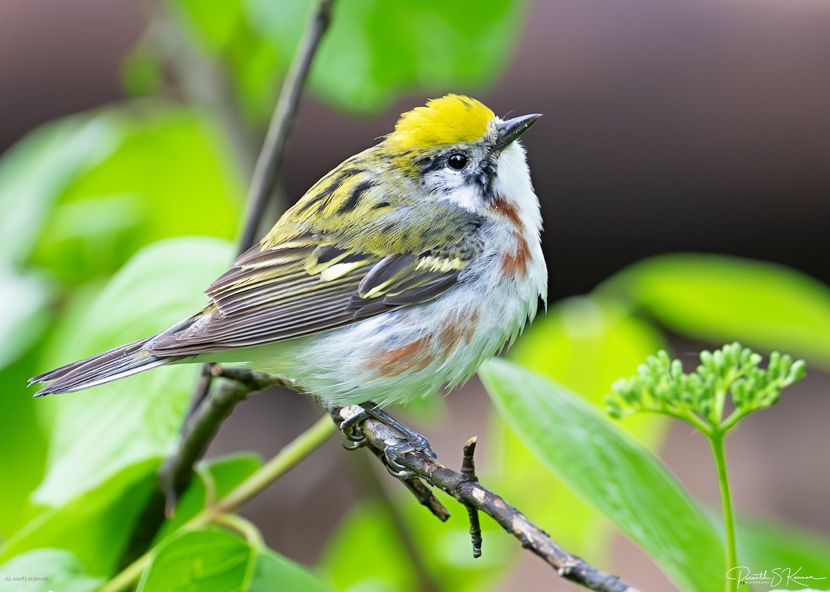 Chestnut-sided Warbler - ML641887886