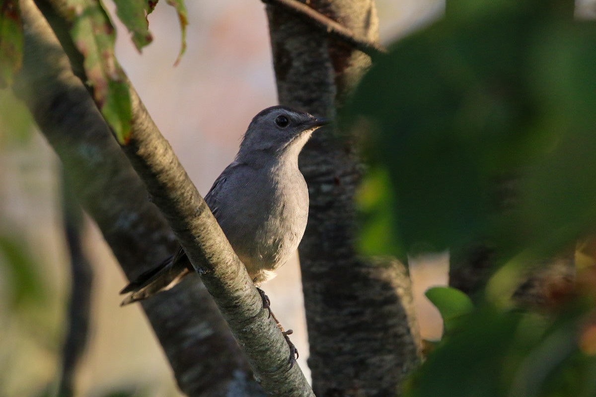 Gray Catbird - ML641887903