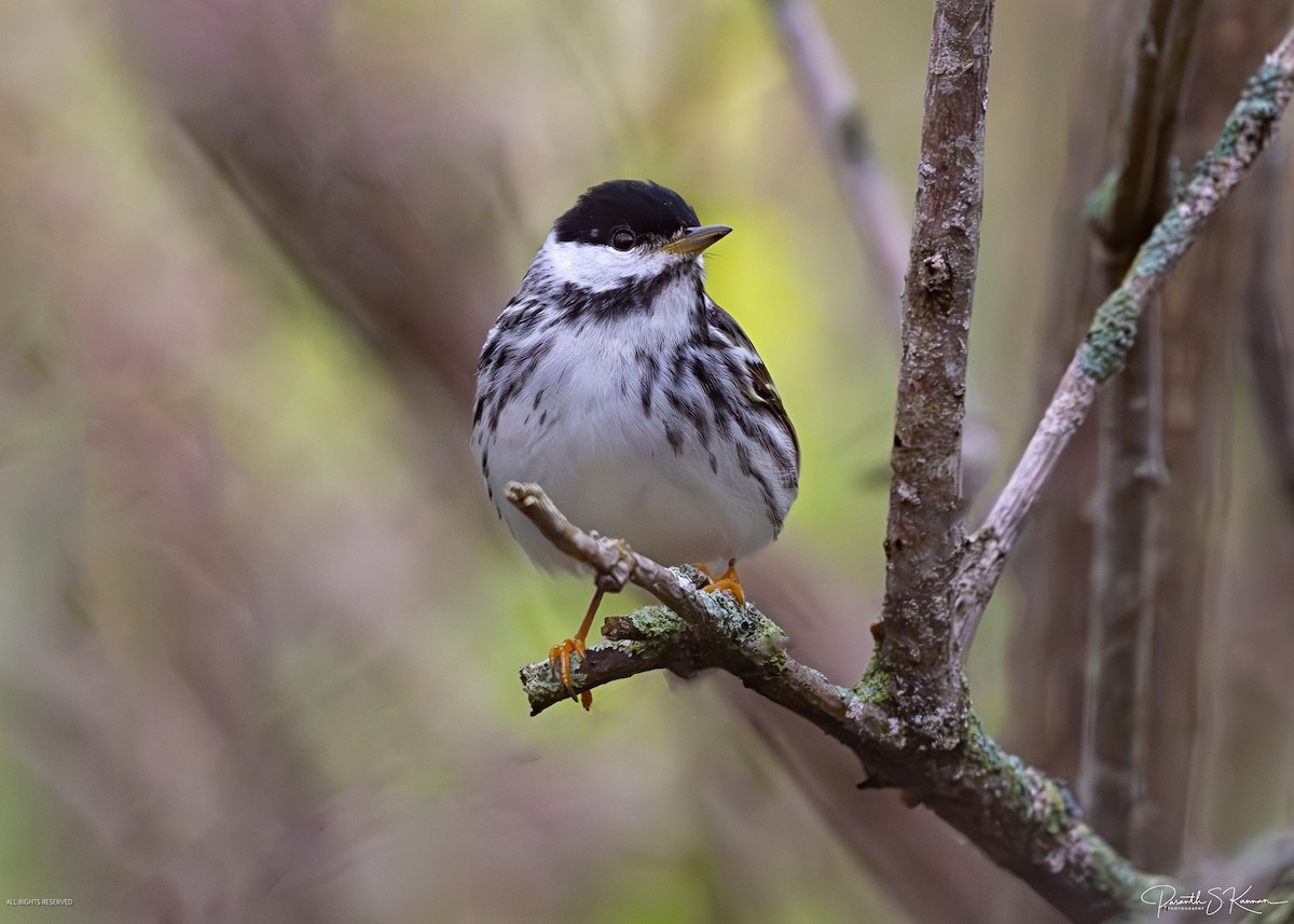Blackpoll Warbler - ML641887909