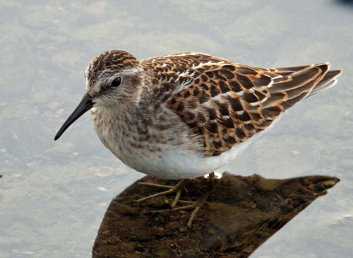 Least Sandpiper - ML641887916