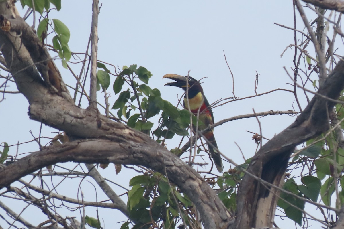 Chestnut-eared Aracari - ML641887918