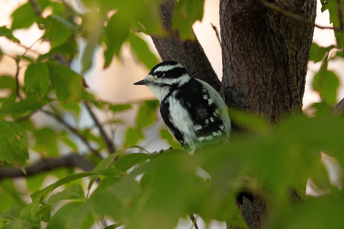 Downy Woodpecker - ML641887921